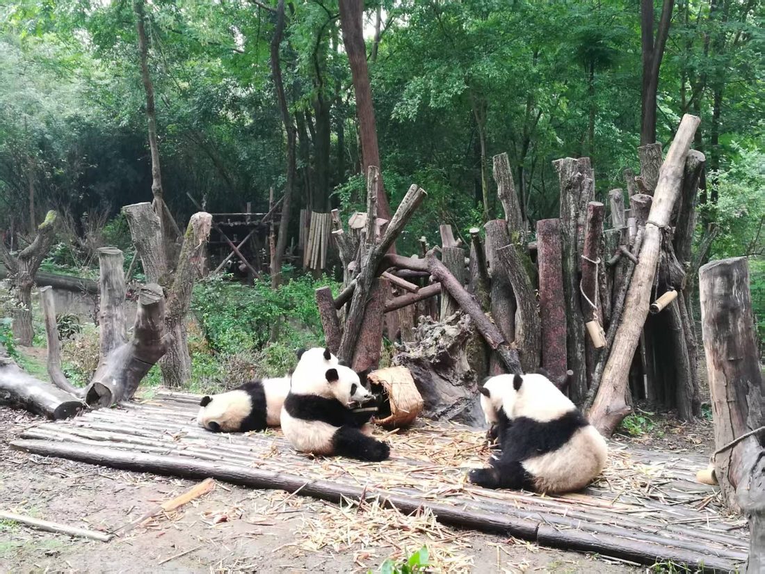成都パンダ基地でくつろぐパンダ