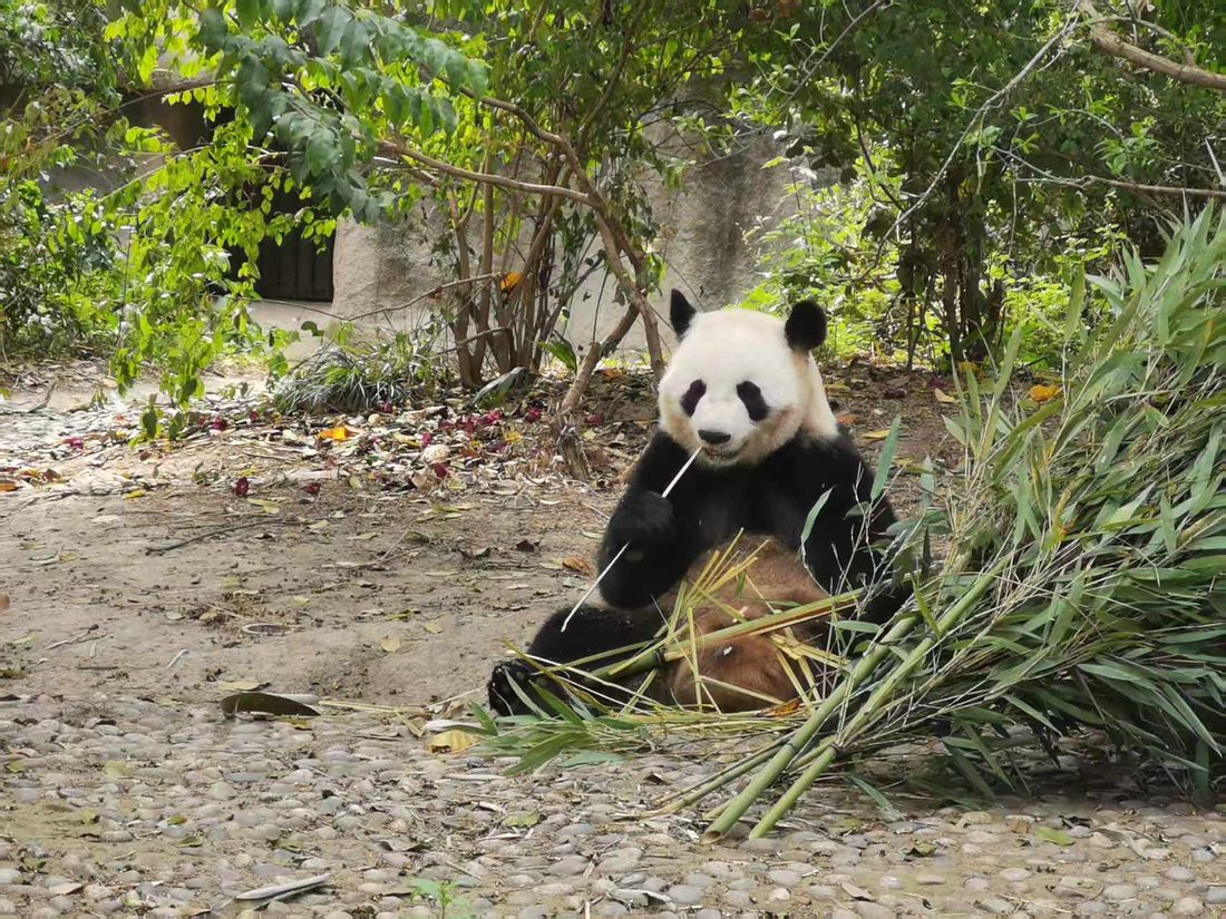 成都パンダ基地で笹を食べるパンダたち