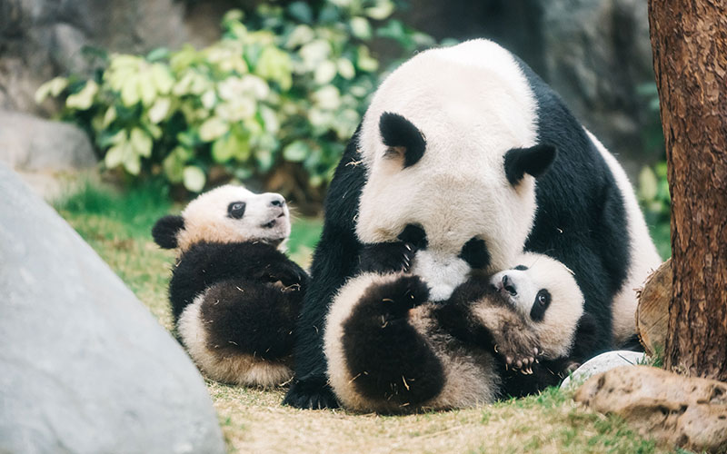 香港オーシャンパークの双子パンダ