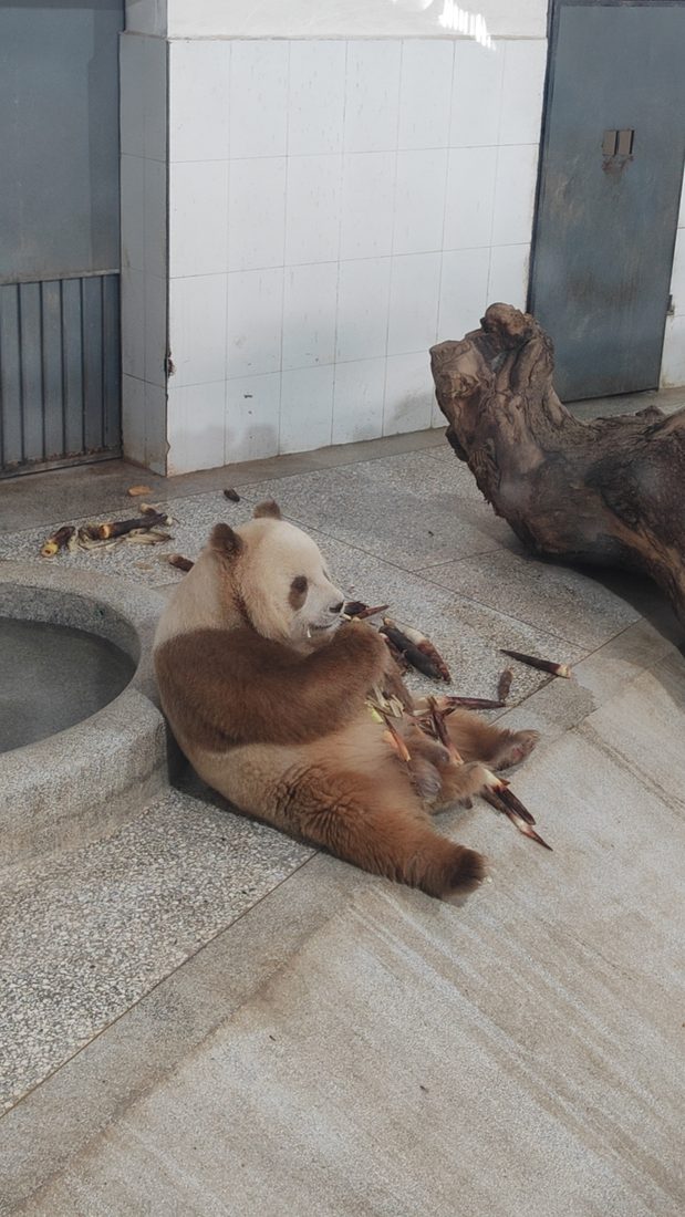 笹を食べる茶色いパンダ、チーザイ