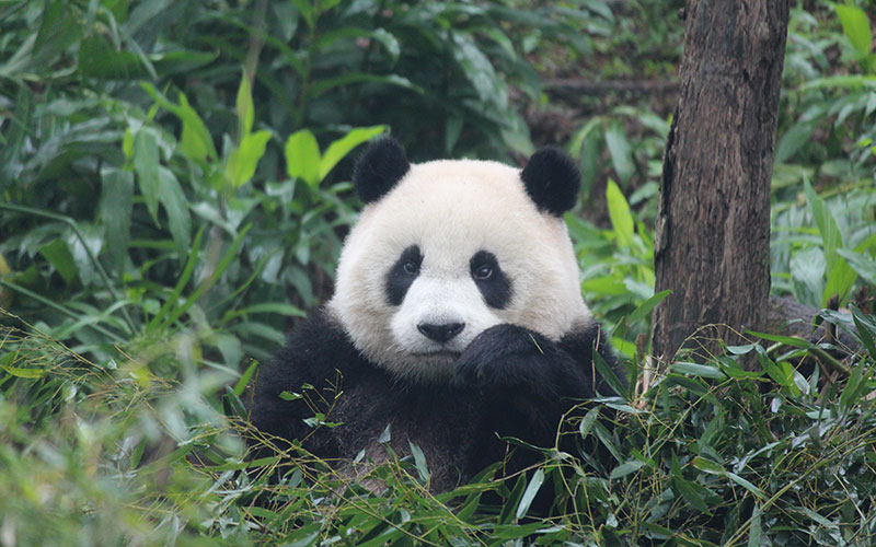 台北市立動物園のパンダ