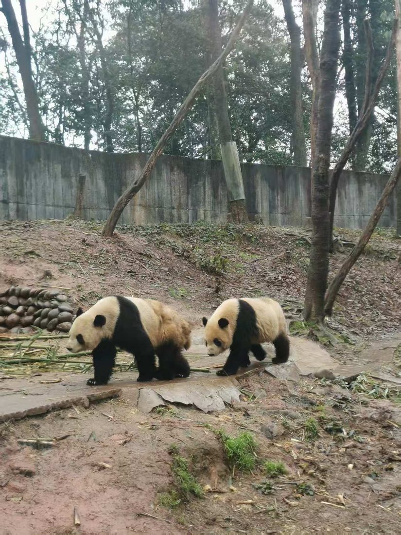 雅安碧峰峡パンダ基地を歩く2頭のパンダ