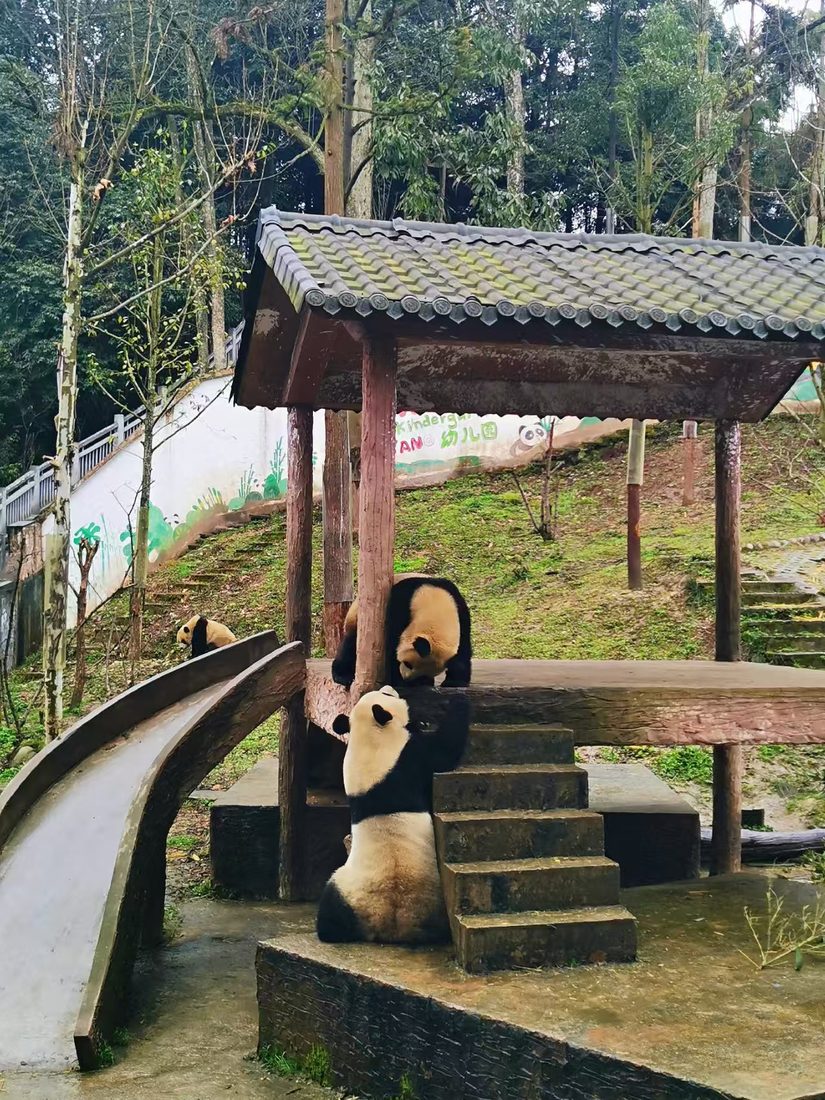 雅安碧峰峡パンダ基地の遊具で遊ぶ子パンダ