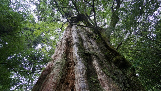 屋久島　「紀元杉」