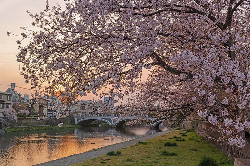 浅野川の桜