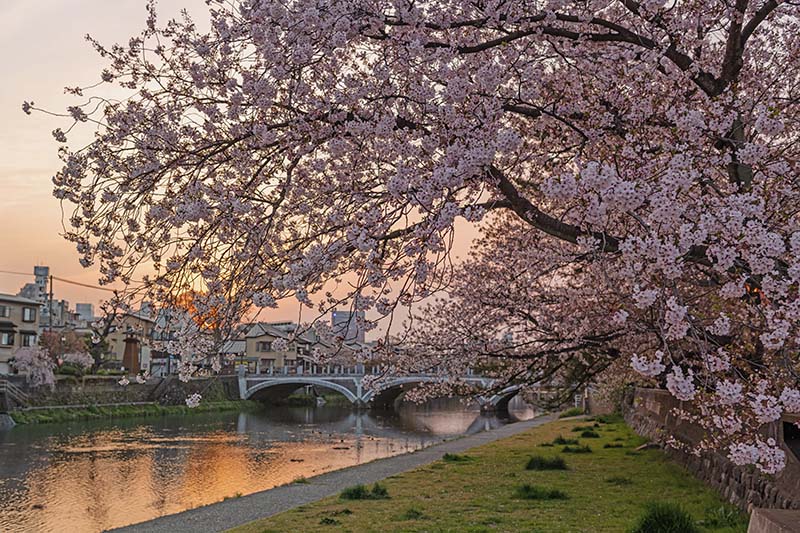 浅野川の桜