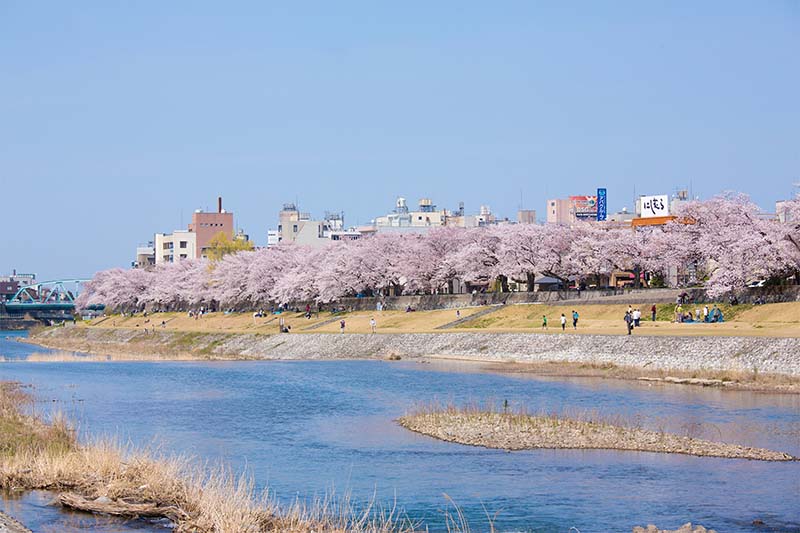 犀川の桜 width=