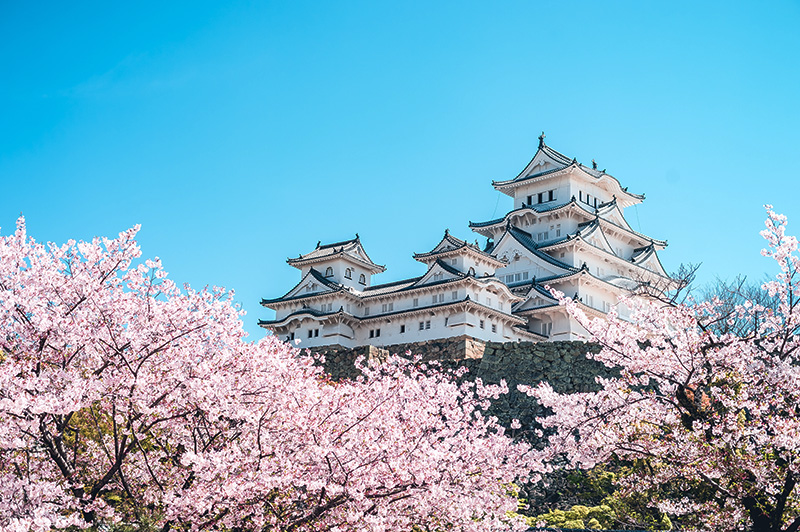 姫路城 桜