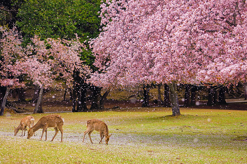 奈良公園 桜