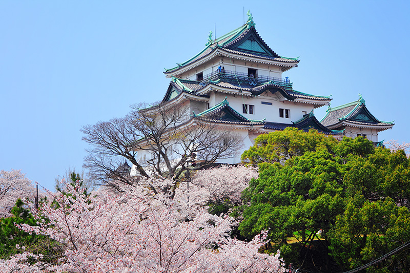 和歌山城 桜