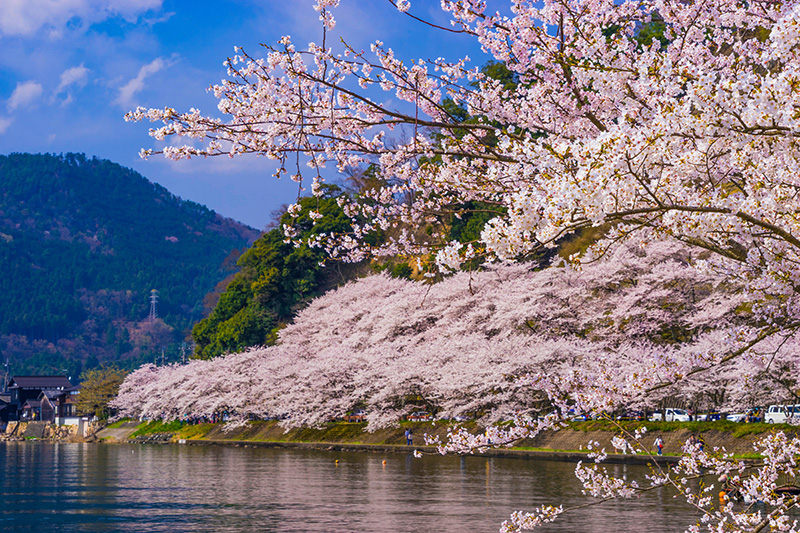 海津大崎 桜