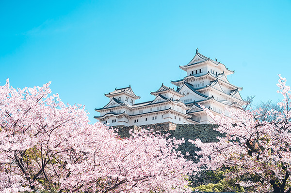 姫路城の桜 イメージ