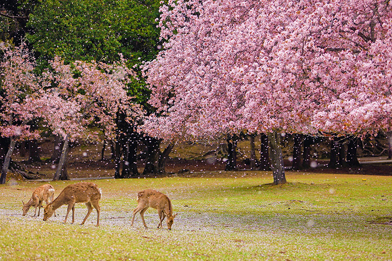 奈良公園 桜