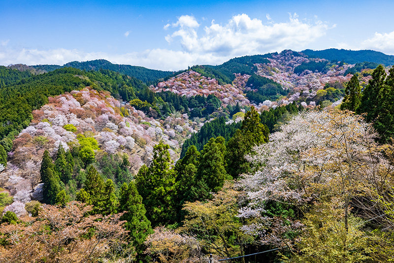 吉野山 桜
