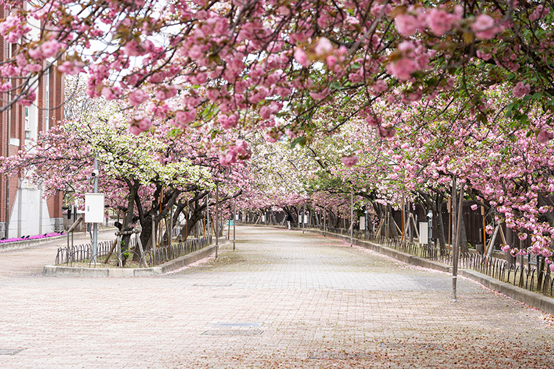 造幣局 桜