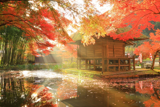 中尊寺金色堂　紅葉