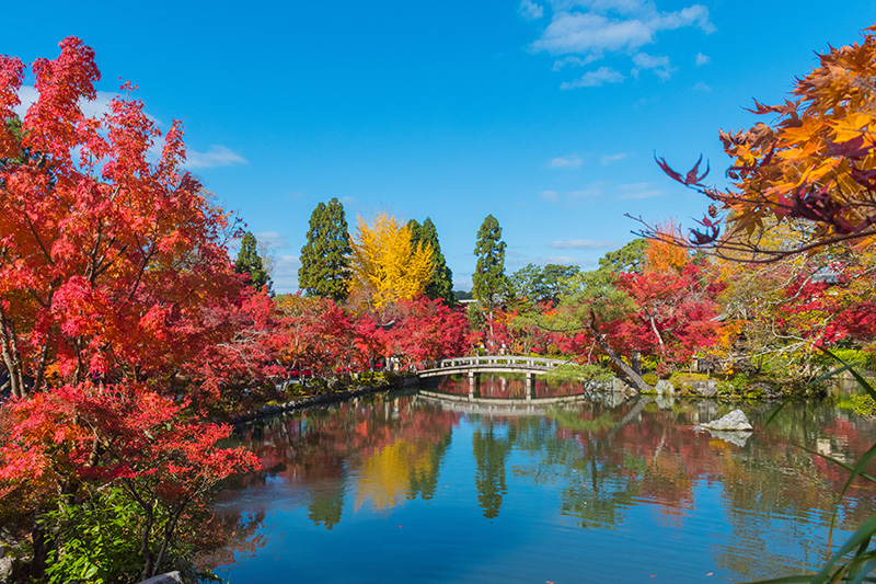 永観堂の紅葉 イメージ