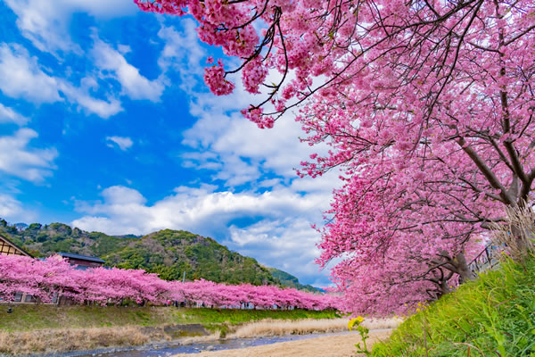 河津桜まつり