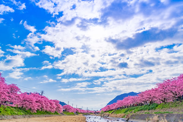 河津桜まつり（イメージ）