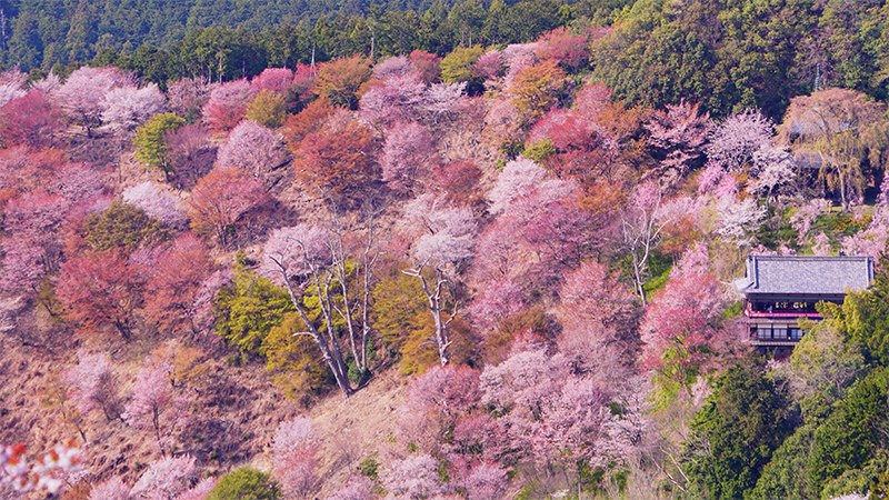 吉野山の桜 イメージ