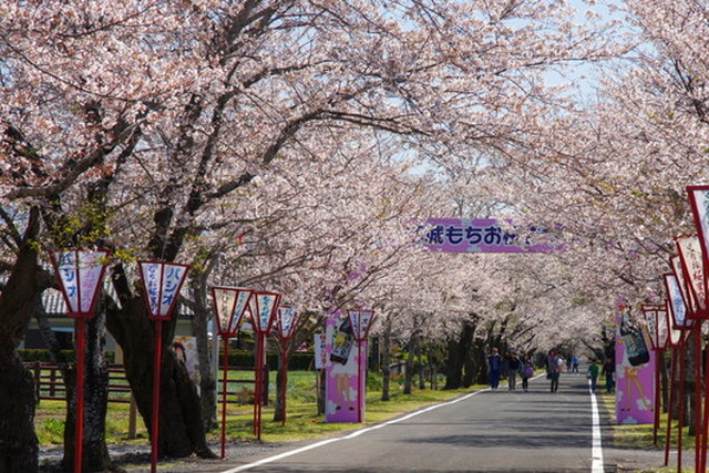日本の桜100選「母智丘公園」の桜 イメージ