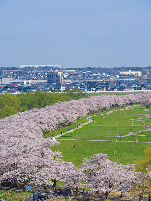 北上展勝地の桜 イメージ