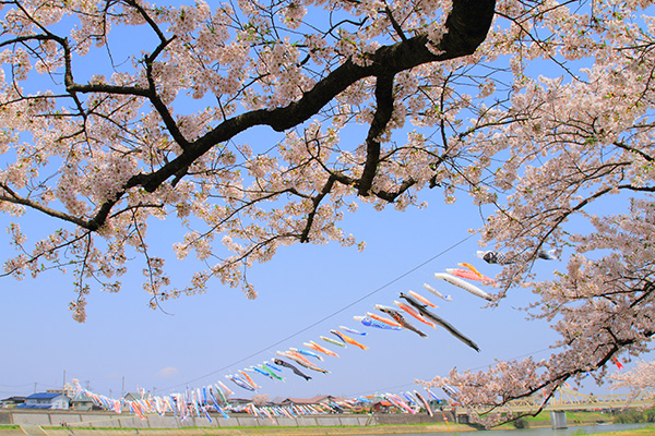 北上展勝地の桜と鯉のぼり イメージ