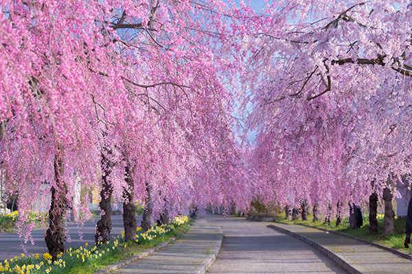 日中線しだれ桜並木