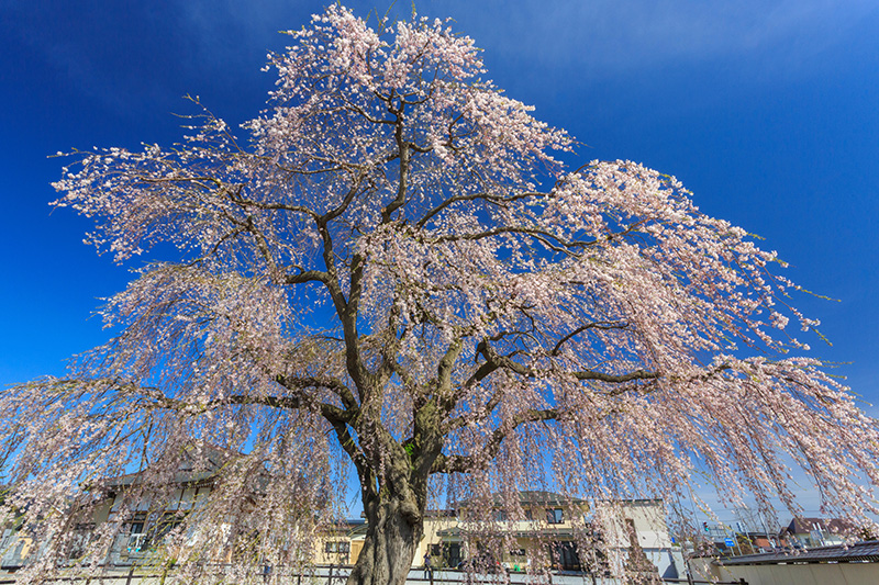 法亀寺のしだれ桜（イメージ）