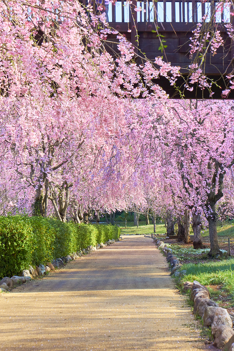 常陸風土記の丘のしだれ桜（イメージ）