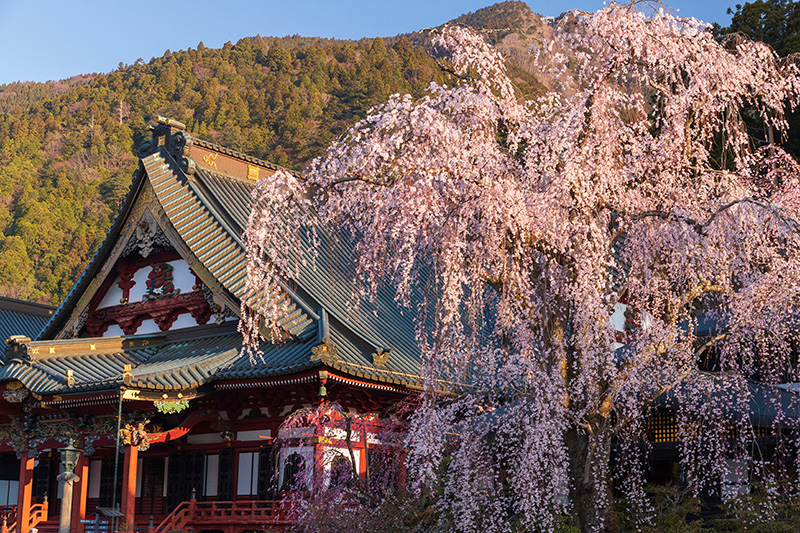 身延山久遠寺のしだれ桜（イメージ）