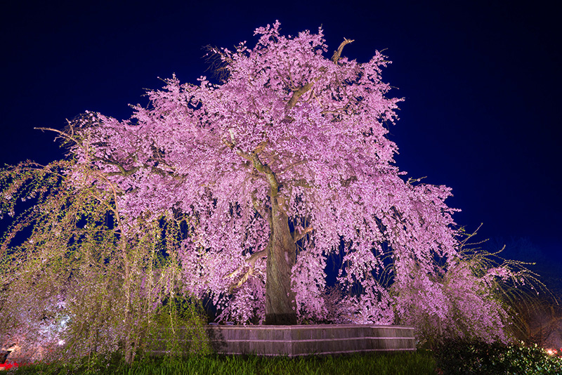 円山公園のしだれ桜（イメージ）