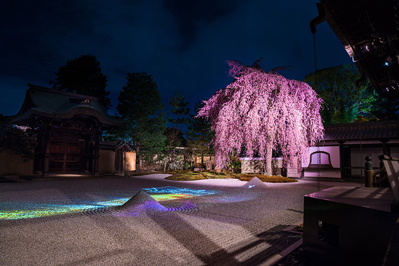 高台寺のしだれ桜（イメージ）