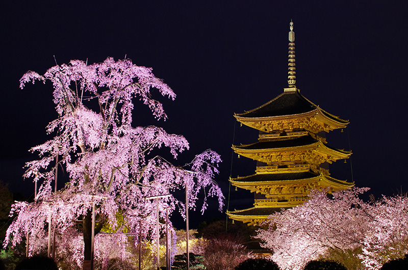 東寺のしだれ桜（イメージ）