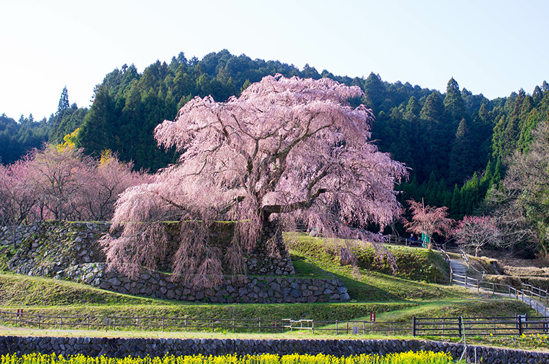 又兵衛桜（イメージ）