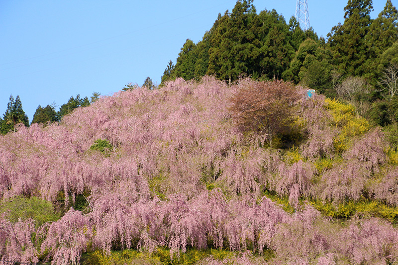 ゆうかの里の桜（イメージ）