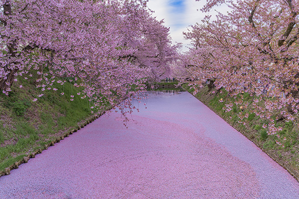 弘前公園 外堀の花筏 イメージ