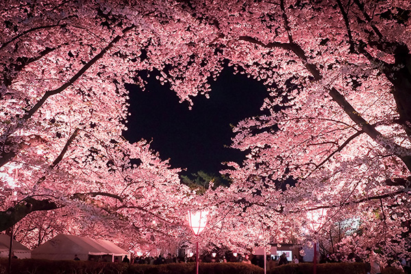 弘前公園 桜のハート イメージ