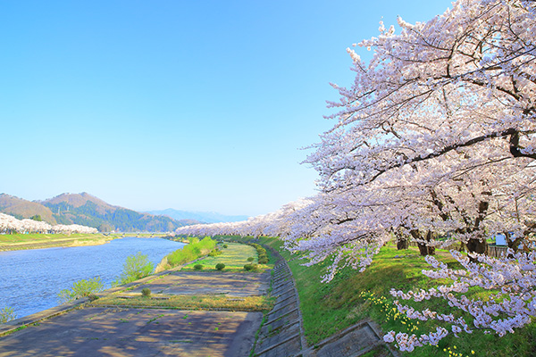 桧木内川堤の桜 イメージ