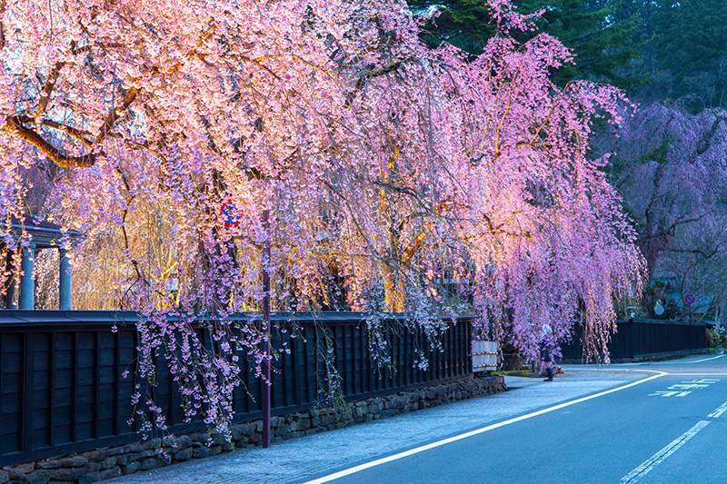 角館武家屋敷通りのしだれ桜（イメージ）