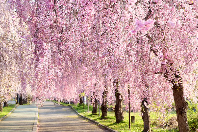 日中線しだれ桜並木（イメージ）