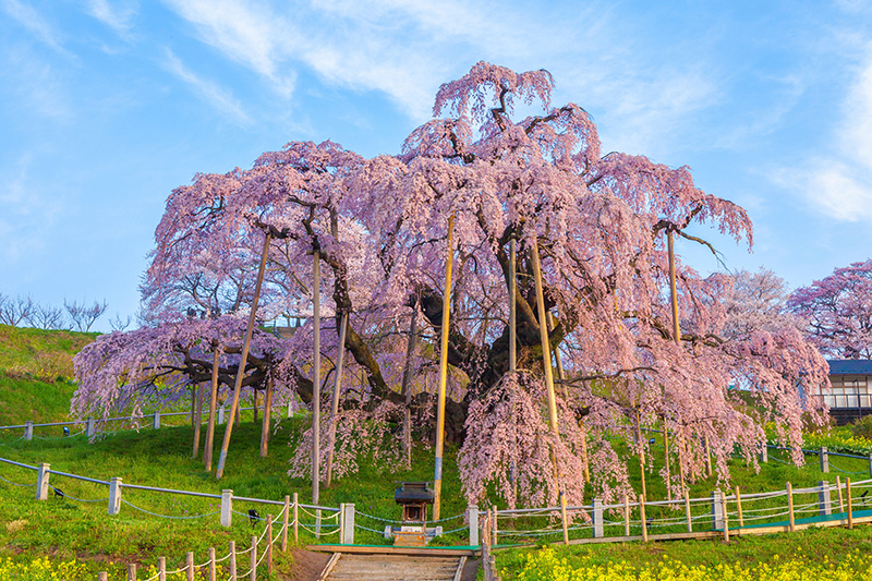 三春滝桜（イメージ）