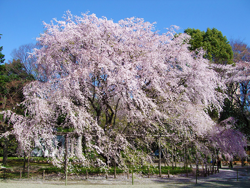 六義園のしだれ桜（イメージ）