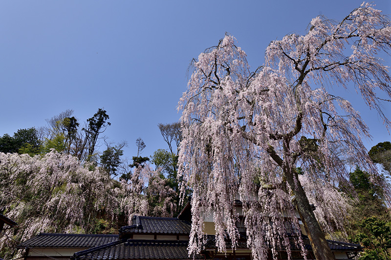 喜多家しだれ桜（イメージ）