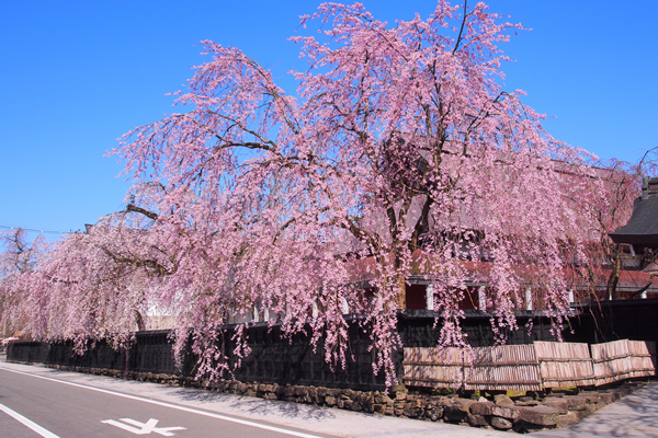 角館武家屋敷の桜 イメージ