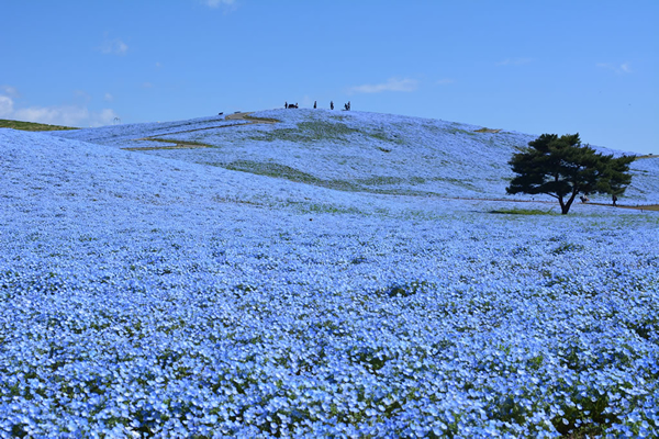 栃木 国営ひたち海浜公園のネモフィラ（イメージ）