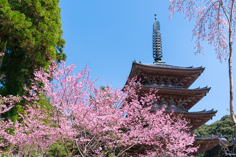 京都 醍醐寺の桜（イメージ）
