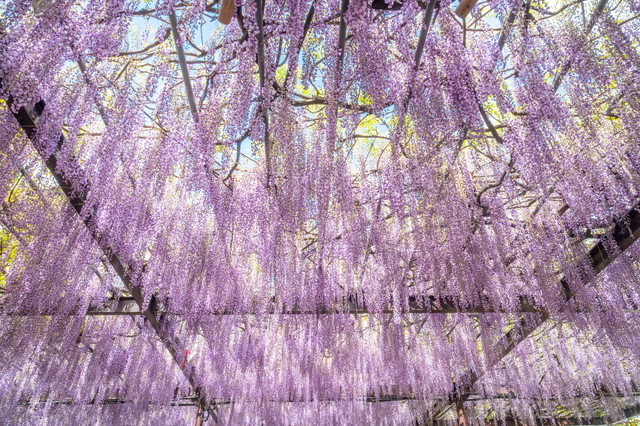 黒木の大藤（イメージ）