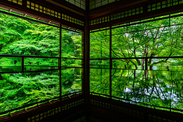 瑠璃光院 青もみじ（イメージ）