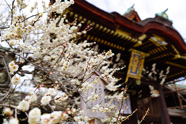 北野天満宮　梅（イメージ）